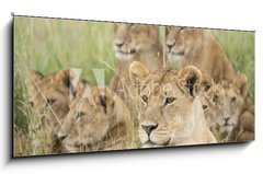 Obraz 1D - 120 x 50 cm F_AB57547557 - Pride of Lions, Serengeti, Tanzania