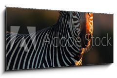 Obraz   Cape Mountain Zebra portrait, 120 x 50 cm