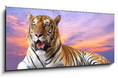 Sklenn obraz 1D - 120 x 50 cm F_AB57972790 - Tiger looking something on the rock with beautiful sky at sunset - Tygr hled nco na skle s krsnou oblohou pi zpadu slunce
