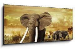 Obraz   Elephants At Sunset, 120 x 50 cm