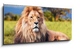 Obraz 1D panorama - 120 x 50 cm F_AB58606525 - Big lion lying on savannah grass. Kenya, Africa