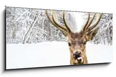 Skleněný obraz 1D panorama - 120 x 50 cm F_AB58977181 - Deer with beautiful big horns on a winter country road - Jelen s krásnými velkými rohy na zimní venkovské cestě