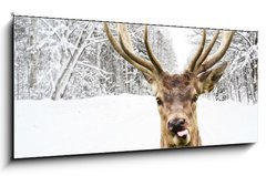 Obraz 1D panorama - 120 x 50 cm F_AB58977181 - Deer with beautiful big horns on a winter country road