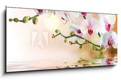 Obraz 1D panorama - 120 x 50 cm F_AB59169031 - white orchids on water with drop