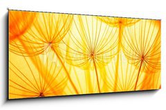 Obraz   Dandelion, 120 x 50 cm