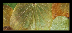 Skleněný obraz 1D panorama - 120 x 50 cm F_AB5989441 - background from natural leafs