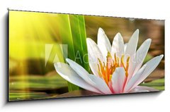 Obraz   water lily, 120 x 50 cm