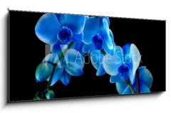 Obraz 1D panorama - 120 x 50 cm F_AB60337173 - Blue sapphire orchid