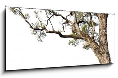 Obraz 1D panorama - 120 x 50 cm F_AB60475741 - Big tree on a white background