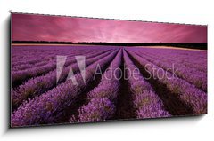 Sklenn obraz 1D panorama - 120 x 50 cm F_AB61156891 - Stunning lavender field landscape at sunset