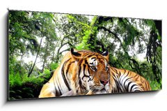Sklenn obraz 1D - 120 x 50 cm F_AB61968911 - Tiger looking something on the rock in tropical evergreen forest - Tygr hled nco na skle v tropickm stlezelenm lese
