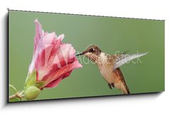 Sklenn obraz 1D panorama - 120 x 50 cm F_AB6294256 - Ruby-throated Hummingbird (archilochus colubris) - Rubn