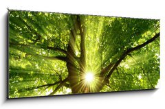 Obraz   Sonne strahlt explosiv durch den Baum, 120 x 50 cm
