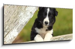 Obraz 1D panorama - 120 x 50 cm F_AB63537900 - Border Collie Puppy With Paws on White Rustic Fence 2