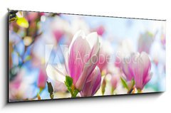Obraz 1D panorama - 120 x 50 cm F_AB64325812 - Beautiful blossoming magnolia tree in the spring time