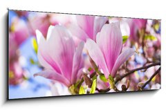 Obraz 1D panorama - 120 x 50 cm F_AB64325849 - Beautiful blossoming magnolia tree in the spring time
