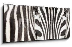 Sklenn obraz 1D panorama - 120 x 50 cm F_AB64489568 - Close-up of zebra head and body with beautiful striped pattern - Zavt