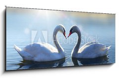 Obraz 1D - 120 x 50 cm F_AB64665016 - Swans on blue lake water in sunny day - Labut na modr jezero v slunench dnech