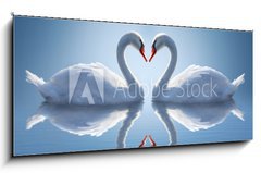 Sklenn obraz 1D panorama - 120 x 50 cm F_AB64665042 - Romantic two swans,  symbol of love. - Romantick dv labut, symbol lsky.