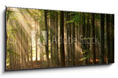 Obraz 1D panorama - 120 x 50 cm F_AB64670682 - autumn forest trees. nature green wood sunlight backgrounds. - podzimn lesn stromy. proda zelen devo slunen svtlo pozad.