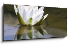 Obraz 1D panorama - 120 x 50 cm F_AB653618 - white delicate water lily - bl jemn leknna