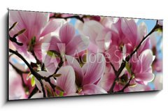 Obraz 1D panorama - 120 x 50 cm F_AB65813621 - Magnolia tree blossom - Kvetouc strom magnlie