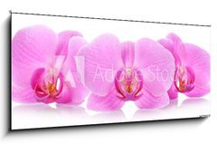 Obraz 1D panorama - 120 x 50 cm F_AB67865693 - The orchid flowers - Kvtiny orchidej