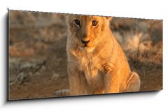 Sklenn obraz 1D panorama - 120 x 50 cm F_AB682146 - lion cub