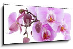 Obraz   Violet orchid, 120 x 50 cm