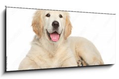 Sklenn obraz 1D panorama - 120 x 50 cm F_AB69054182 - Golden Retriever puppy on white background
