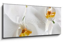 Skleněný obraz 1D panorama - 120 x 50 cm F_AB69659288 - Detail of two orchid flowers. - Detail dvou květů orchideje.