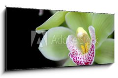 Sklenn obraz 1D panorama - 120 x 50 cm F_AB6971855 - Green orchid with red spots - Zelen orchidej s ervenmi skvrnami
