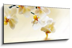 Skleněný obraz 1D panorama - 120 x 50 cm F_AB69934293 - Beautiful white orchid - Krásná bílá orchidej