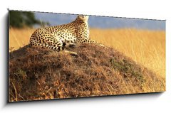 Obraz   Cheetah on the Masai Mara in Africa, 120 x 50 cm