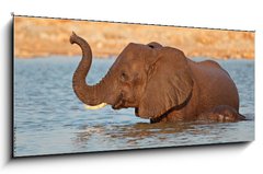 Obraz 1D panorama - 120 x 50 cm F_AB70143412 - Elephant in water, Etosha National Park