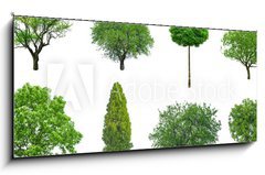 Obraz 1D - 120 x 50 cm F_AB70577212 - tree