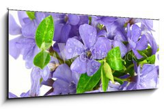 Sklenn obraz 1D panorama - 120 x 50 cm F_AB7068319 - Small violet of flower on white background