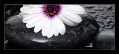 Obraz 1D - 120 x 50 cm F_AB71029575 - Macro of beautiful white gerbera with wet stones