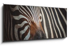 Obraz   Zebra portrait in Prague Zoo, 120 x 50 cm