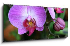 Obraz 1D panorama - 120 x 50 cm F_AB71782201 - Beautiful purple orchid - phalaenopsis