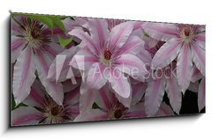 Sklenn obraz 1D panorama - 120 x 50 cm F_AB732774 - clematis