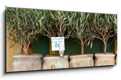 Sklenn obraz 1D - 120 x 50 cm F_AB73385366 - Olive trees bonsai