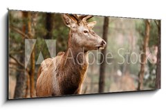 Sklenn obraz 1D panorama - 120 x 50 cm F_AB74349830 - Red deer stag in autumn fall forest