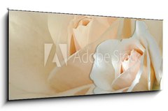 Obraz 1D panorama - 120 x 50 cm F_AB754287 - zwei wei e rosen