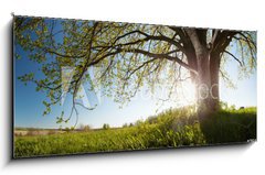 Obraz 1D - 120 x 50 cm F_AB75811470 - Oak tree