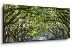 Obraz 1D panorama - 120 x 50 cm F_AB76209403 - Country Road Lined with Oaks in Savannah, Georgia - Country Road lemovan s duby v Savannah, Gruzie