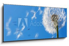 Sklenn obraz 1D panorama - 120 x 50 cm F_AB7711607 - Dandelion Flying Seeds