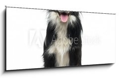 Sklenn obraz 1D panorama - 120 x 50 cm F_AB77673572 - Border Collie (2 years old)
