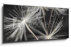 Sklenn obraz 1D panorama - 120 x 50 cm F_AB79359123 - Dandelion seeds standing - Semena pampeliky