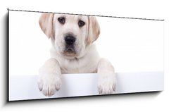 Sklenn obraz 1D - 120 x 50 cm F_AB80290428 - Puppy dog holding sign or banner isolated - Puppy pes dr znamen nebo banner izolovan